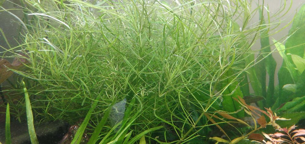 Roślina akwariowa Pogostenom