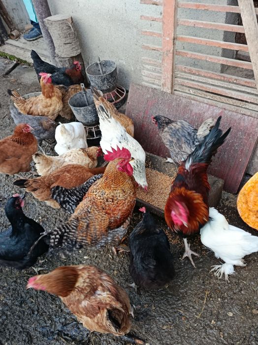 Jajka od kur z wolnego wybiegu