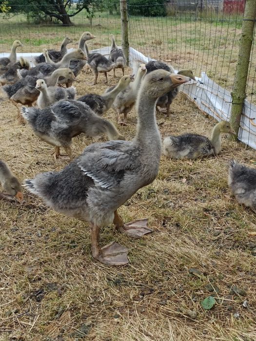 Gęsi LANDES Młode z naturalnego wybiegu