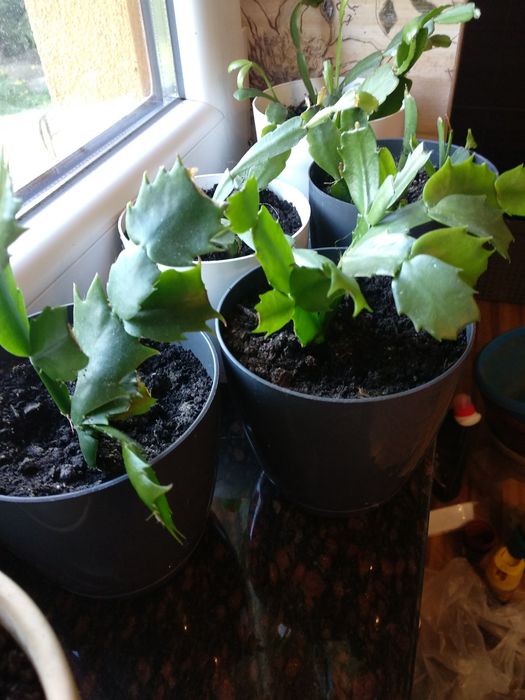 Grudnik różowy z doniczką