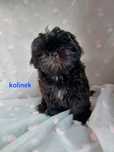 Shih-tzu szczeniak