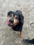 Deksterek - pies w typie rottweilera szuka domu