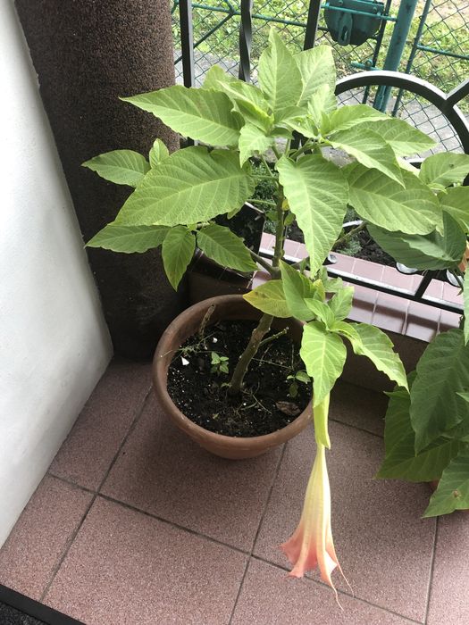 Бругмансія або труби ангела рожева та жовта