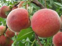 Персик краснощекий морозоустойчивый