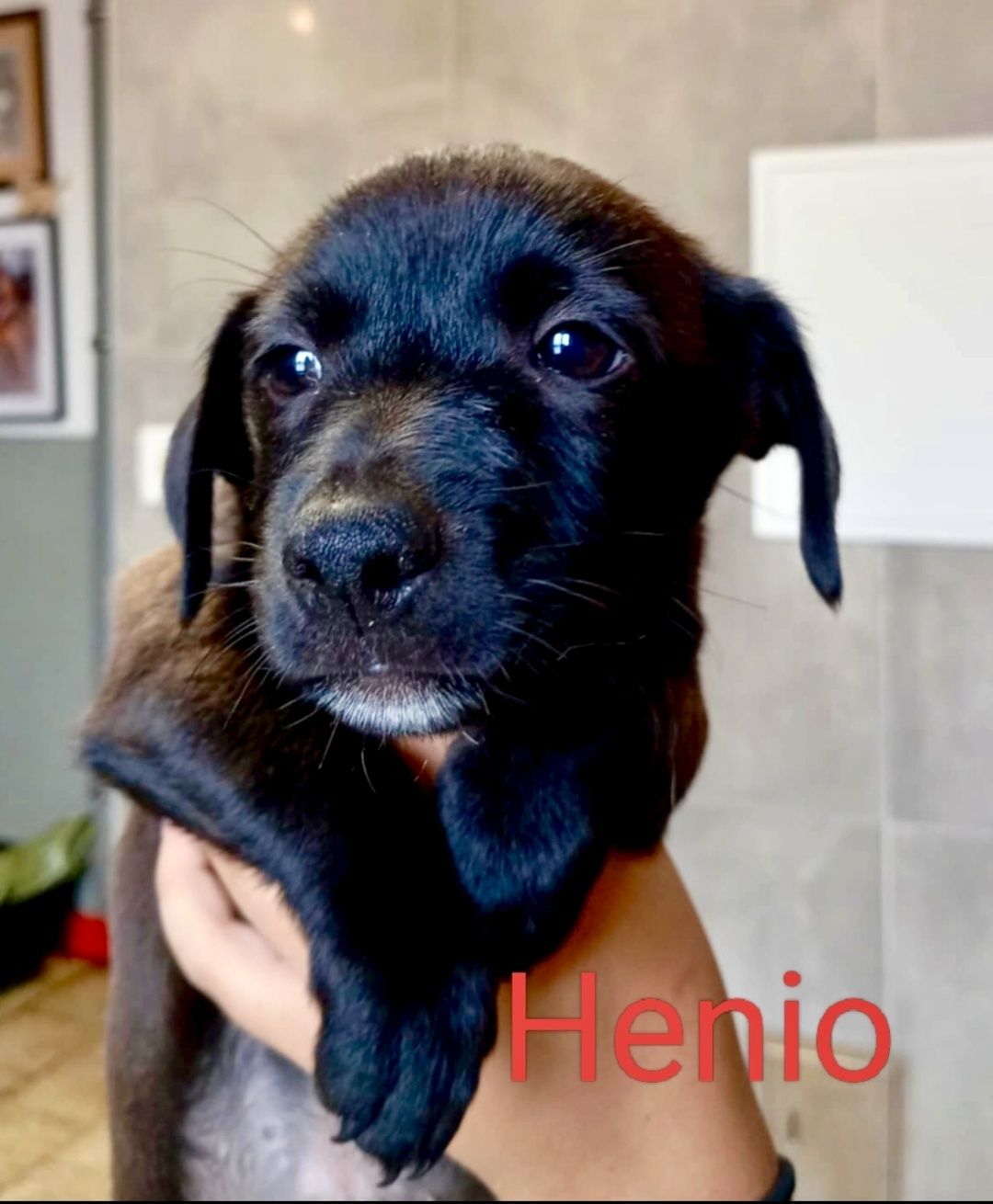 Gucio ,Henio i Jadzia opłacają się do adopcji :)