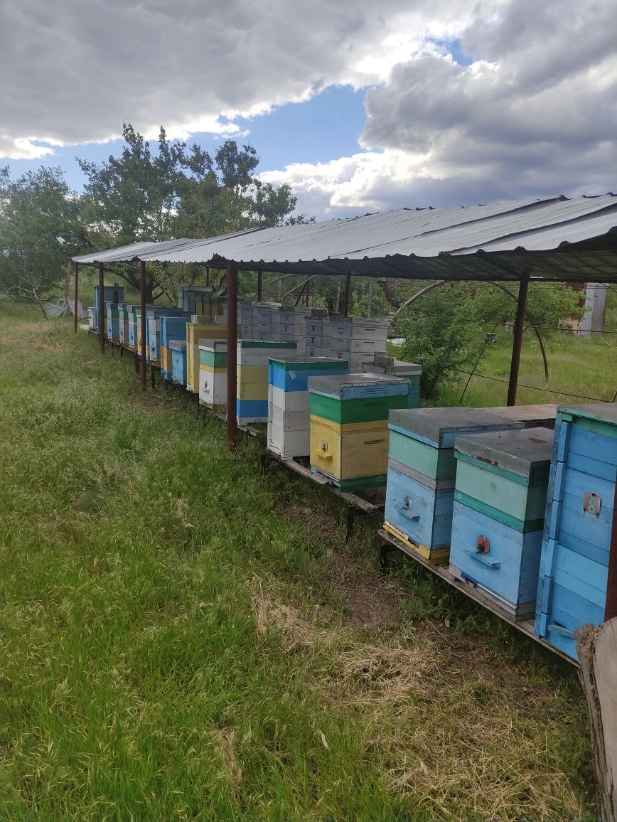 Продам бджолосім'ї , бджолопакети.