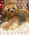 Rosyjska Bolonka Kolorowa ,  Bolonka. Podobna do Lhasa-apso. Mała. FCI