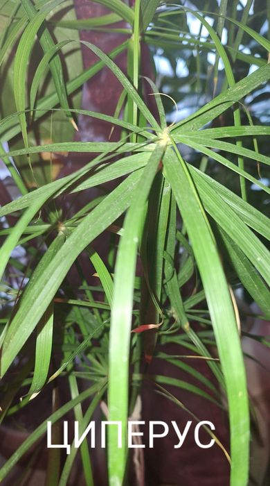 комнатные цветы/квіти/рослини