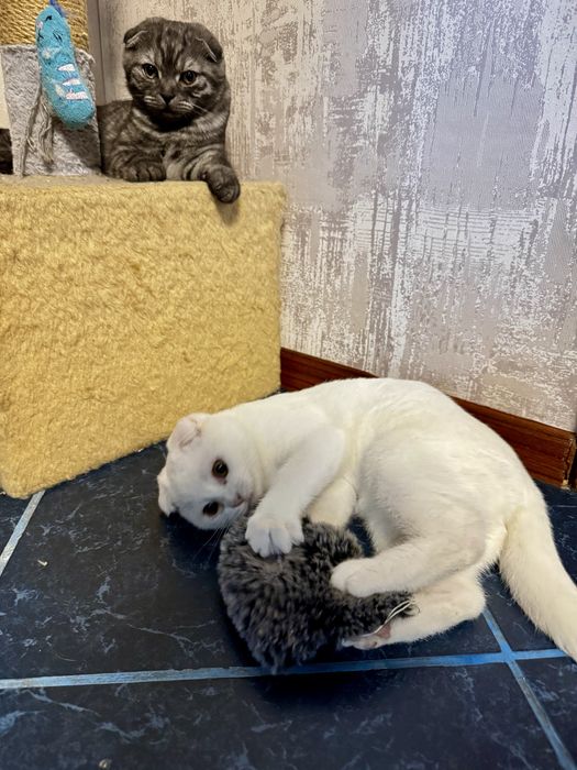 Очаровательные шотландские вислоухие котята ищут заботливых хозяев!