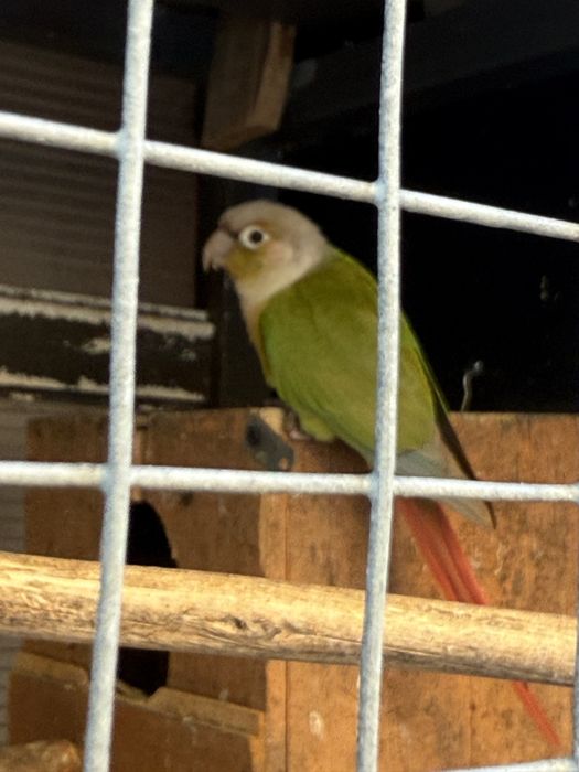 pyurruras machos de 2023 e 2024