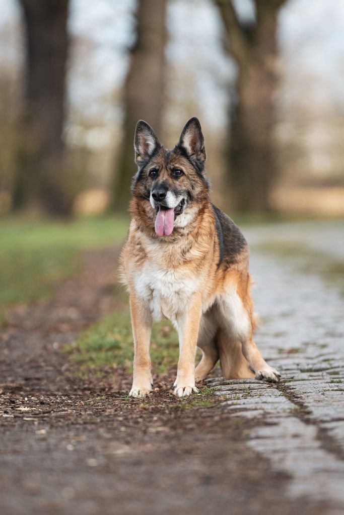 Lara w typie Owczarka niemieckiego do adopcji!