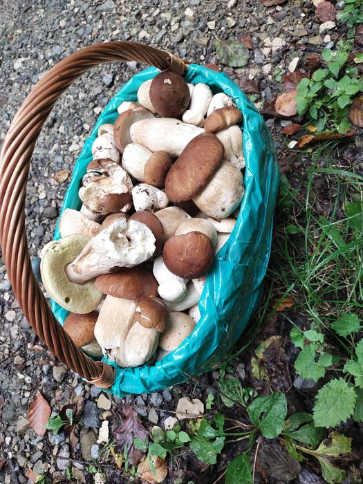 Borowik szlachetny suszony