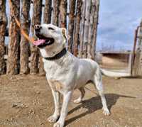 OLIVER- ok 2 lata,  łagodny w typie labradora. Uratowany w Bułgarii.