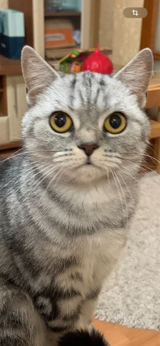 Пропала кішка Буча