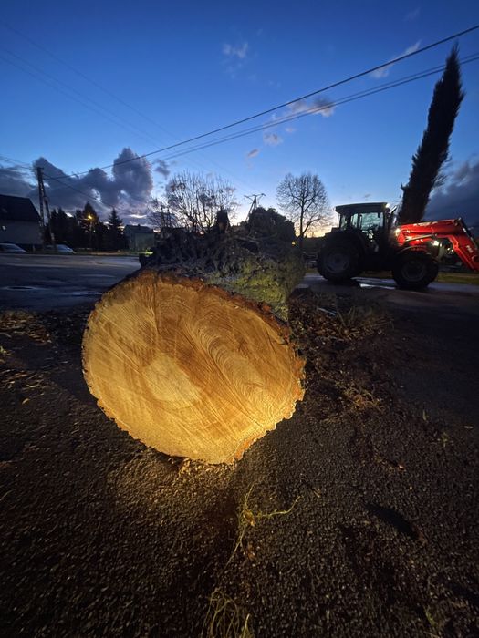 Kloc lipy kłoda lipa 2,5m długa zdrowa