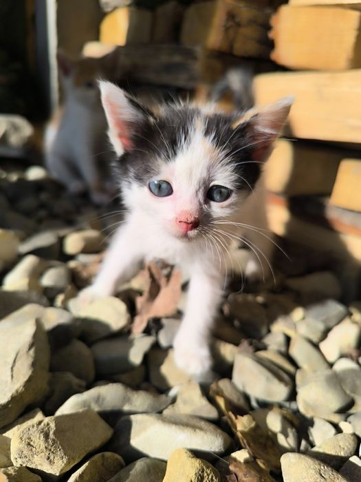 Кошеня шукає родину