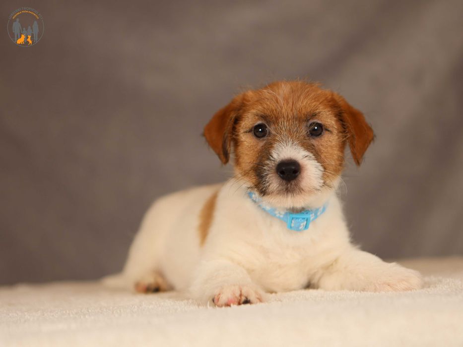 Jack Russell Terrier ZKwP FCI po Championie PL