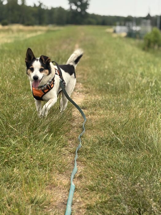 Misio – ma gadane, ma serce, szuka kanapy. Adopcja