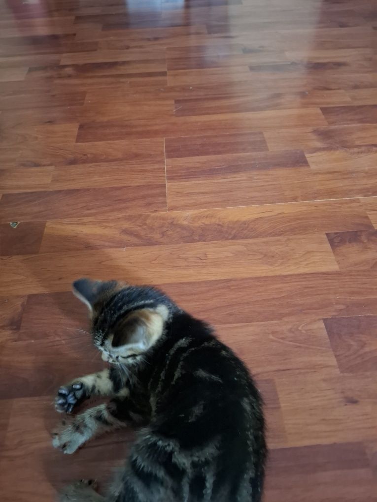 Котик безкоштовно