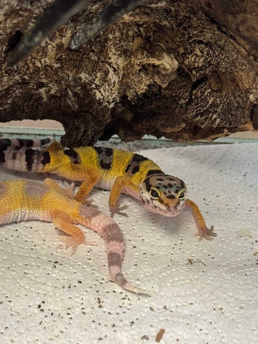 Gekon lamparci sklep zoologiczny GRUBY KOCUR rzeszów