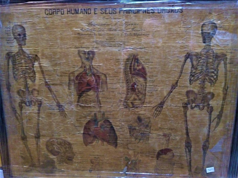 Quadro Corpo Humano e Seus Principais Orgãos