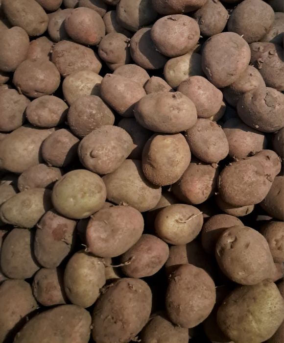 Картопля з городини