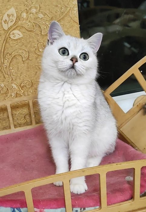 Мальчик серебристый шиншилла