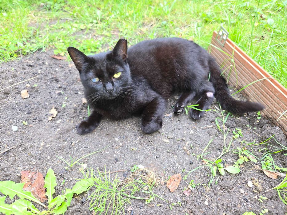 RocznA KOTKA DO ADOPCJI Zielona Góra