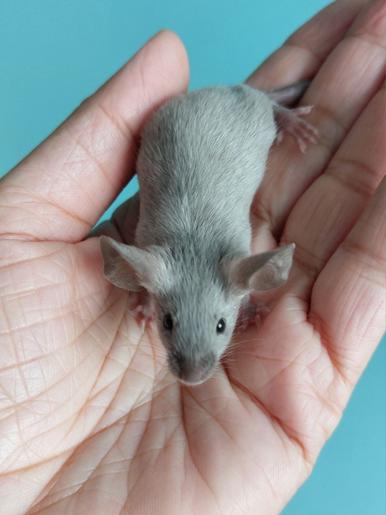 Myszy rasowe samce - mysz, myszki, myszka