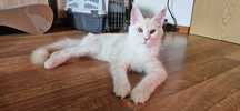 Grayson Hodowla Maine Coon Cats My Love *PL