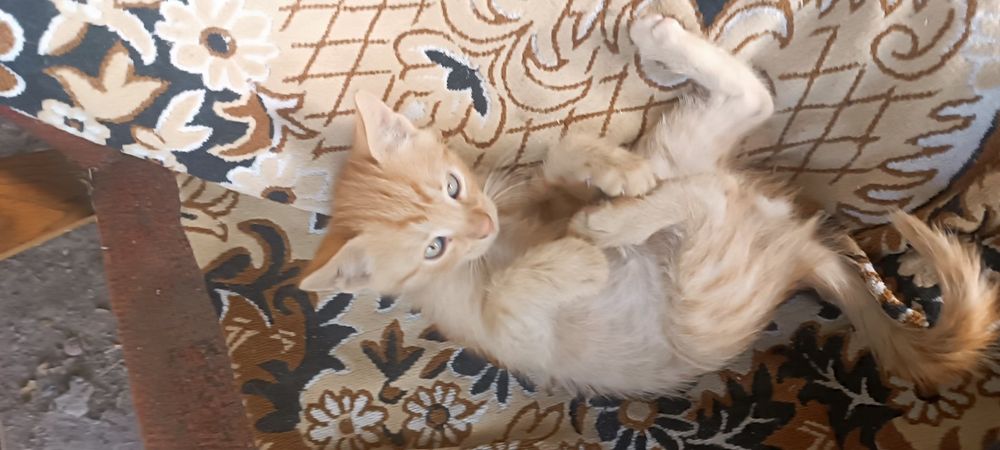 Грайливі кошенята
