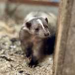 Skunks zwyczajny kolory albinos czarny