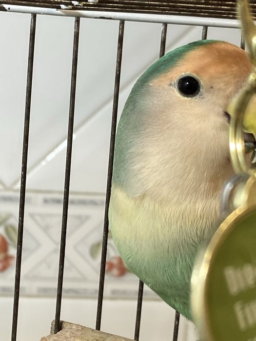 Vendo Rosicolli femea