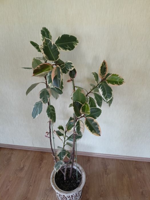 Фікус каучконосний Тінеке