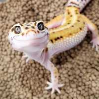 Ручной геккон эублефар улыбающаяся ящерица