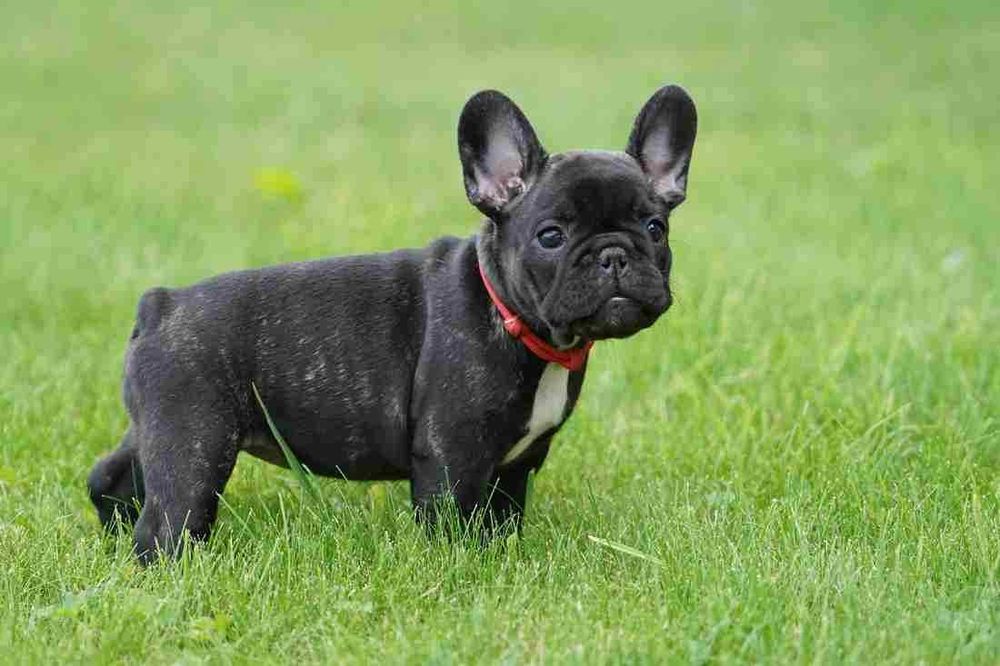Buldog francuski FCI