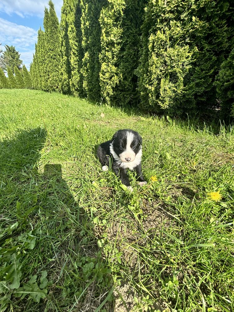 Suczka border collie gotowa do odbioru do domku