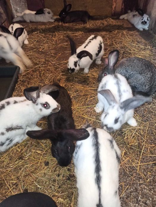 Продам молодих кроликів