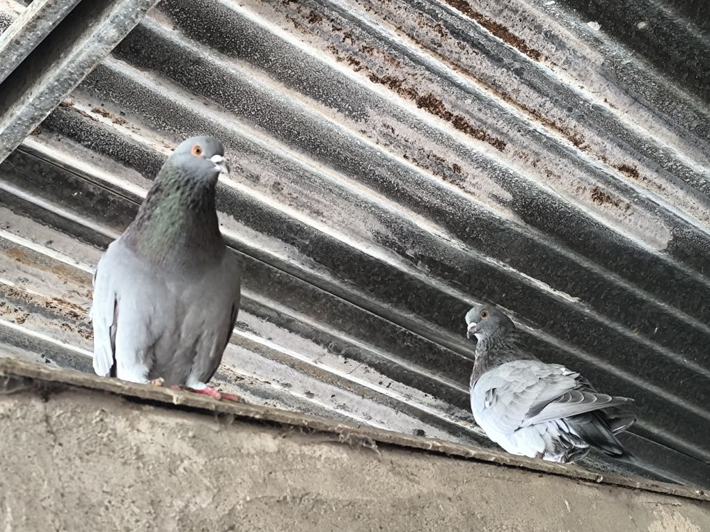 Pombos negaça gascone várias idades