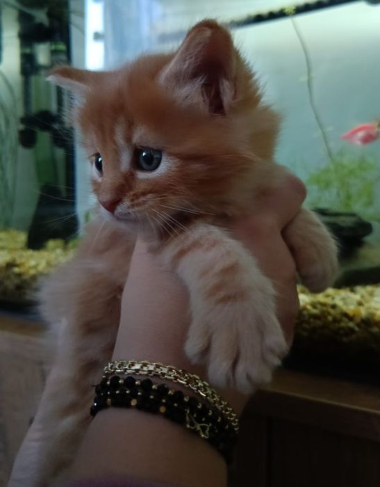 Wyjątkowy kotek Maine Coon