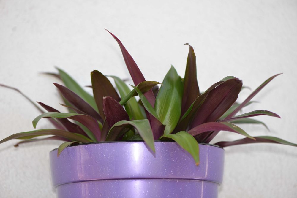 Традесканція покривальчаста, Рео (Tradescantia spathacea compacta)