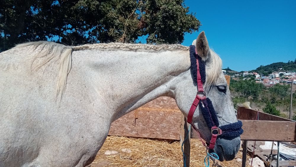 Egua lusitana montada