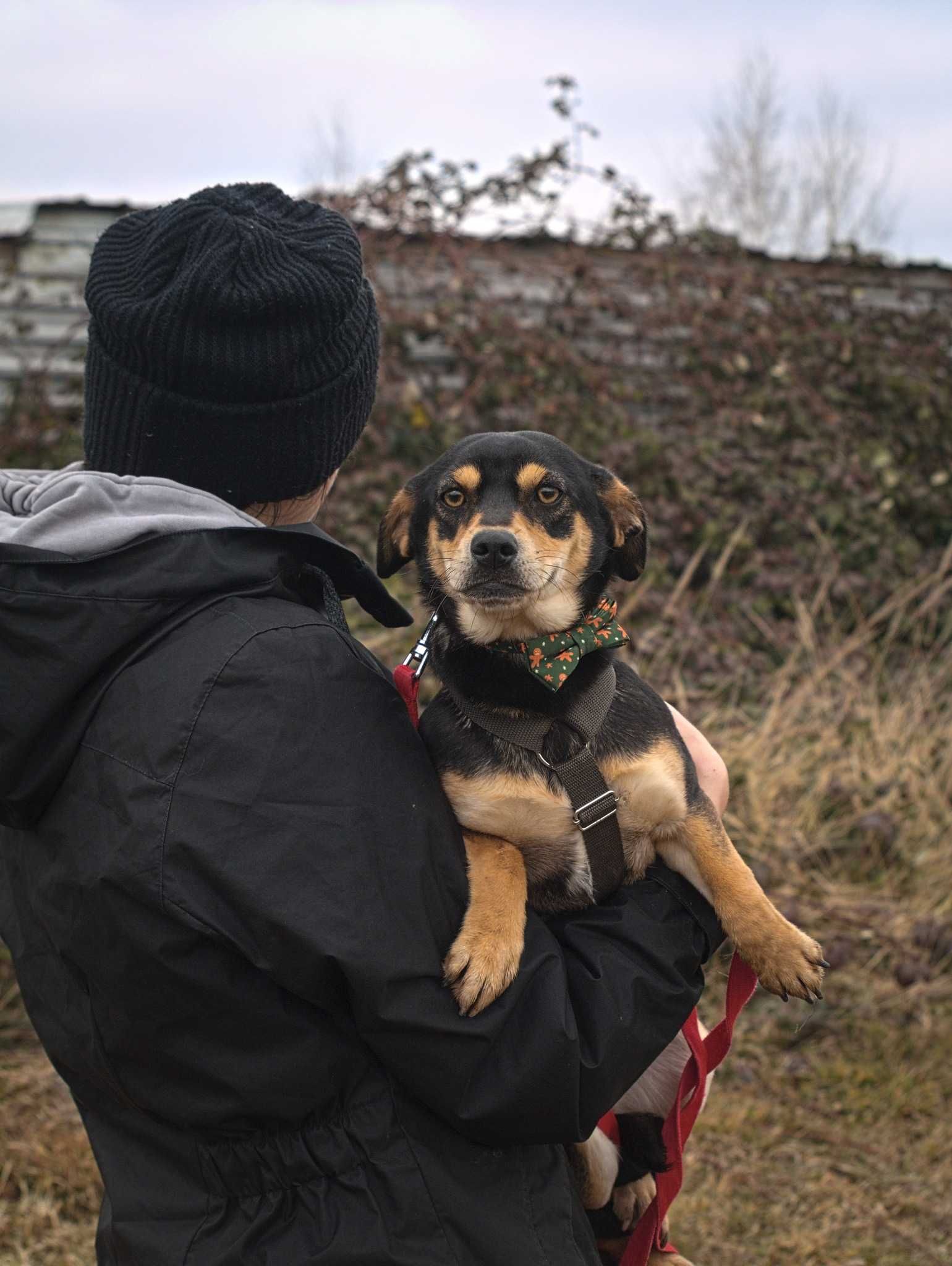 Oliwia malutka sunia szuka spokojnego miejsca ADOPCJA