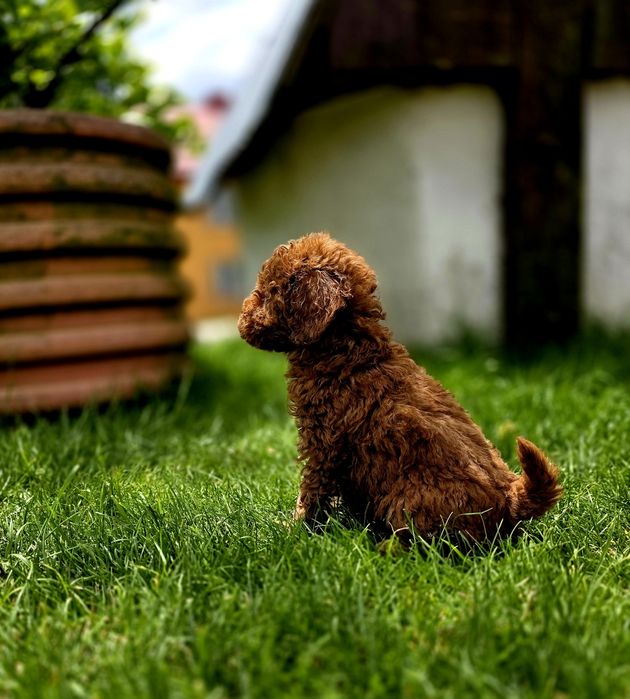 Pudel suczka red toy