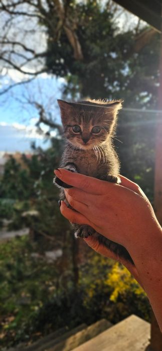 Mała kicia szuka domu / Kot do adopcji