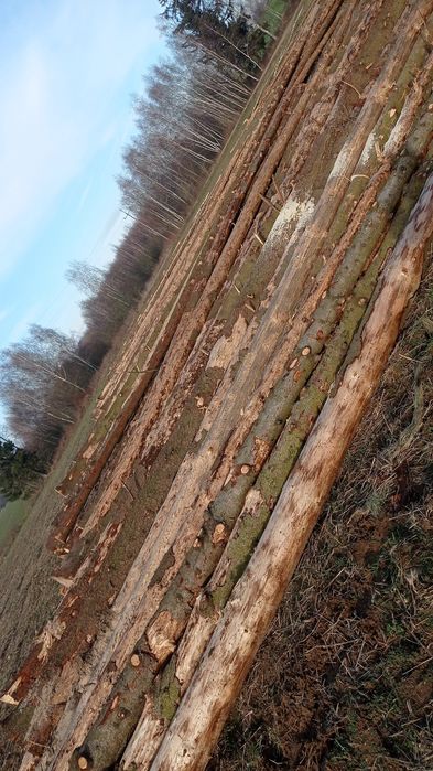 Świerk na materiał materiałowy  długość 7 -8 metrów mat