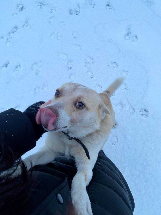 Срочно отдаю собаку "Бим"