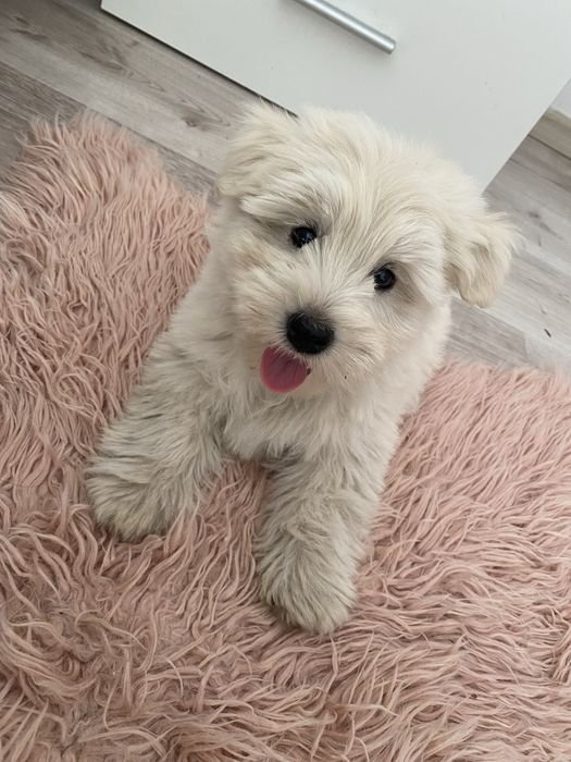 West highland white terrier szczeniaki
