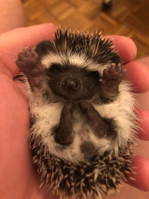 Młode Jeże Pigmejskie