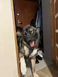 Akita Amerykańska do adopcji